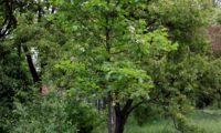 hábito jovem de mostajeiro, mostajeiro-das-cólicas – Sorbus torminalis