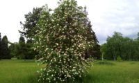 hábito florido de tramazeira, cornogodinho, sorveira-brava - Sorbus aucuparia