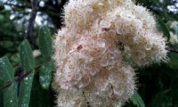 corimbo de tramazeira, cornogodinho, sorveira-brava – Sorbus aucuparia