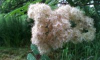 flores de tramazeira, cornogodinho, sorveira-brava – Sorbus aucuparia