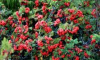aspecto arbustivo da tramazeira-da-madeira, sorveira-da-madeira no meio natural - Sorbus maderensis