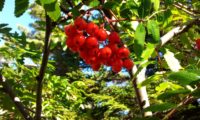 pomos maduros de tramazeira, cornogodinho, sorveira-brava – Sorbus aucuparia