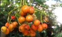 pomos imaturos de tramazeira, cornogodinho, sorveira-brava – Sorbus aucuparia