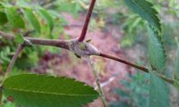 gomo ou gema de tramazeira, cornogodinho, sorveira-brava – Sorbus aucuparia