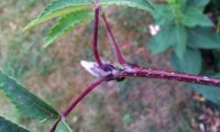 gema tomentosa de tramazeira, cornogodinho, sorveira-brava – Sorbus aucuparia