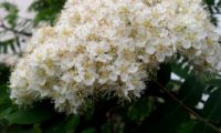 floração de tramazeira, cornogodinho, sorveira-brava – Sorbus aucuparia