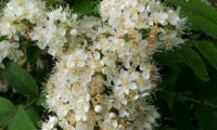 flores e botões de tramazeira, cornogodinho, sorveira-brava – Sorbus aucuparia