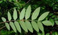 página inferior composta de tramazeira, cornogodinho, sorveira-brava – Sorbus aucuparia