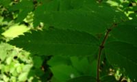 folíolo, página superior de tramazeira, cornogodinho, sorveira-brava – Sorbus aucuparia