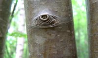 ritidoma jovem com lenticelas de tramazeira, cornogodinho, sorveira-brava - Sorbus aucuparia