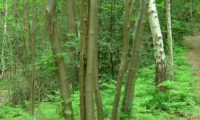 multicaules de tramazeira, cornogodinho, sorveira-brava - Sorbus aucuparia