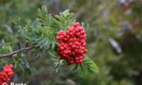 frutos e folhas de tramazeira-da-madeira, sorveira-da-madeira - Sorbus maderensis