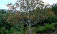 hábito outonal de tramazeira, cornogodinho, sorveira-brava - Sorbus aucuparia