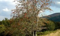 tramazeira vestida dos seus frutos - Sorbus aucuparia