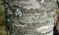 ritidoma adulto de tramazeira, cornogodinho, sorveira-brava - Sorbus aucuparia