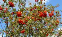 vista parcial de frutificação de tramazeira, cornogodinho, sorveira-brava – Sorbus aucuparia