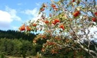 vista parcial de frutificação de tramazeira, cornogodinho, sorveira-brava – Sorbus aucuparia