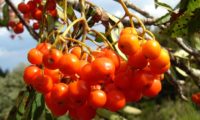 frutos maduros de tramazeira, cornogodinho, sorveira-brava – Sorbus aucuparia
