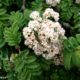 flores e folhas de tramazeira-da-madeira, sorveira-da-madeira - Sorbus maderensis