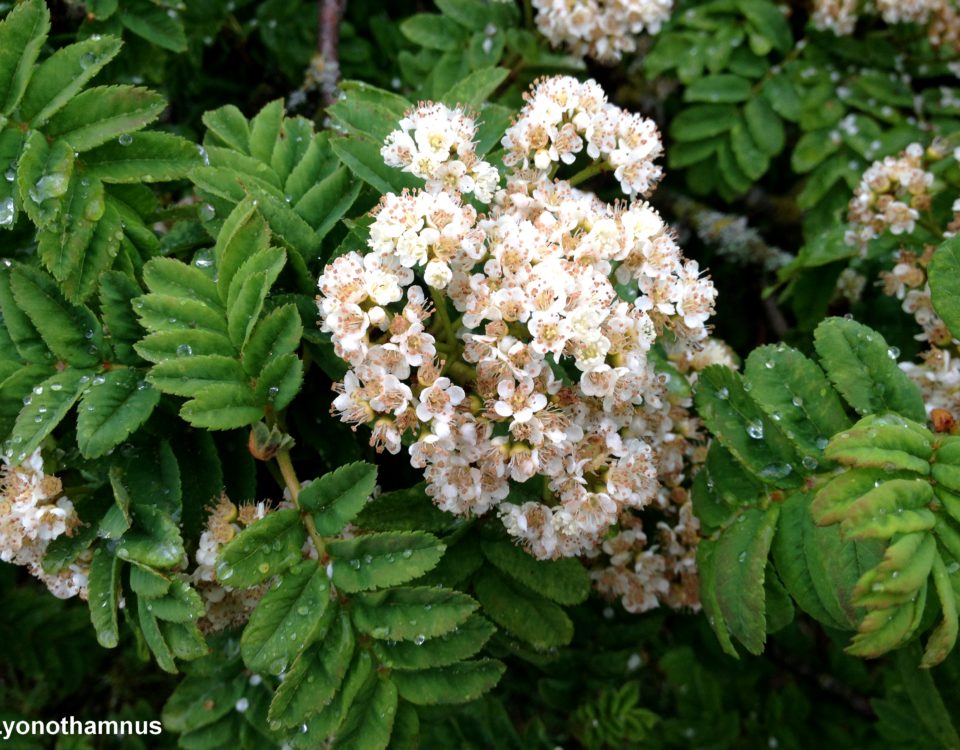 flores e folhas de tramazeira-da-madeira, sorveira-da-madeira - Sorbus maderensis