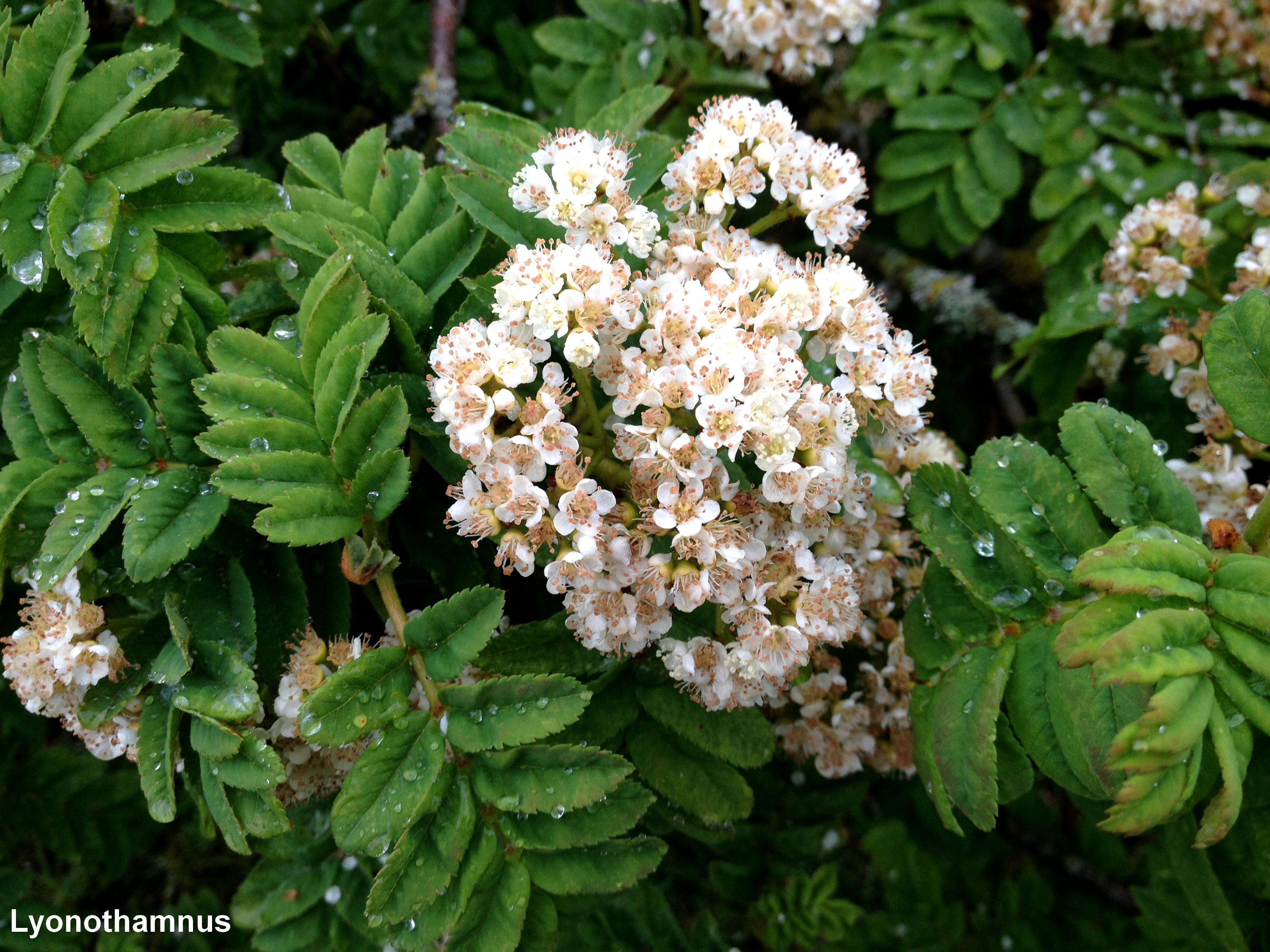 flores e folhas de tramazeira-da-madeira, sorveira-da-madeira - Sorbus maderensis