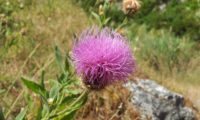 captítulo maturo de lava-pé, viomal – Cheirolophus sempervirens