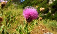 captítulo plenamente aberto de lava-pé, viomal – Cheirolophus sempervirens