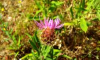 abertura das flores de lava-pé, viomal – Cheirolophus sempervirens