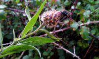 brácteas do botão de lava-pé, viomal – Cheirolophus sempervirens