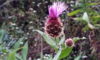 desabrochar das flores de lava-pé, viomal – Cheirolophus sempervirens