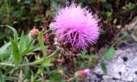 farfalhudo captítulo de lava-pé, viomal – Cheirolophus sempervirens