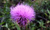 as tonalidades do rosa ao magenta de um captítulo de lava-pé, viomal – Cheirolophus sempervirens