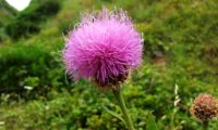 captítulo composto por numerosas flores, lava-pé, viomal – Cheirolophus sempervirens