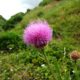 captítulo composto por numerosas flores, lava-pé, viomal – Cheirolophus sempervirens