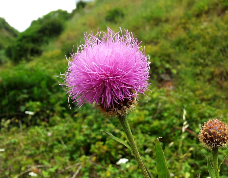 captítulo composto por numerosas flores, lava-pé, viomal – Cheirolophus sempervirens