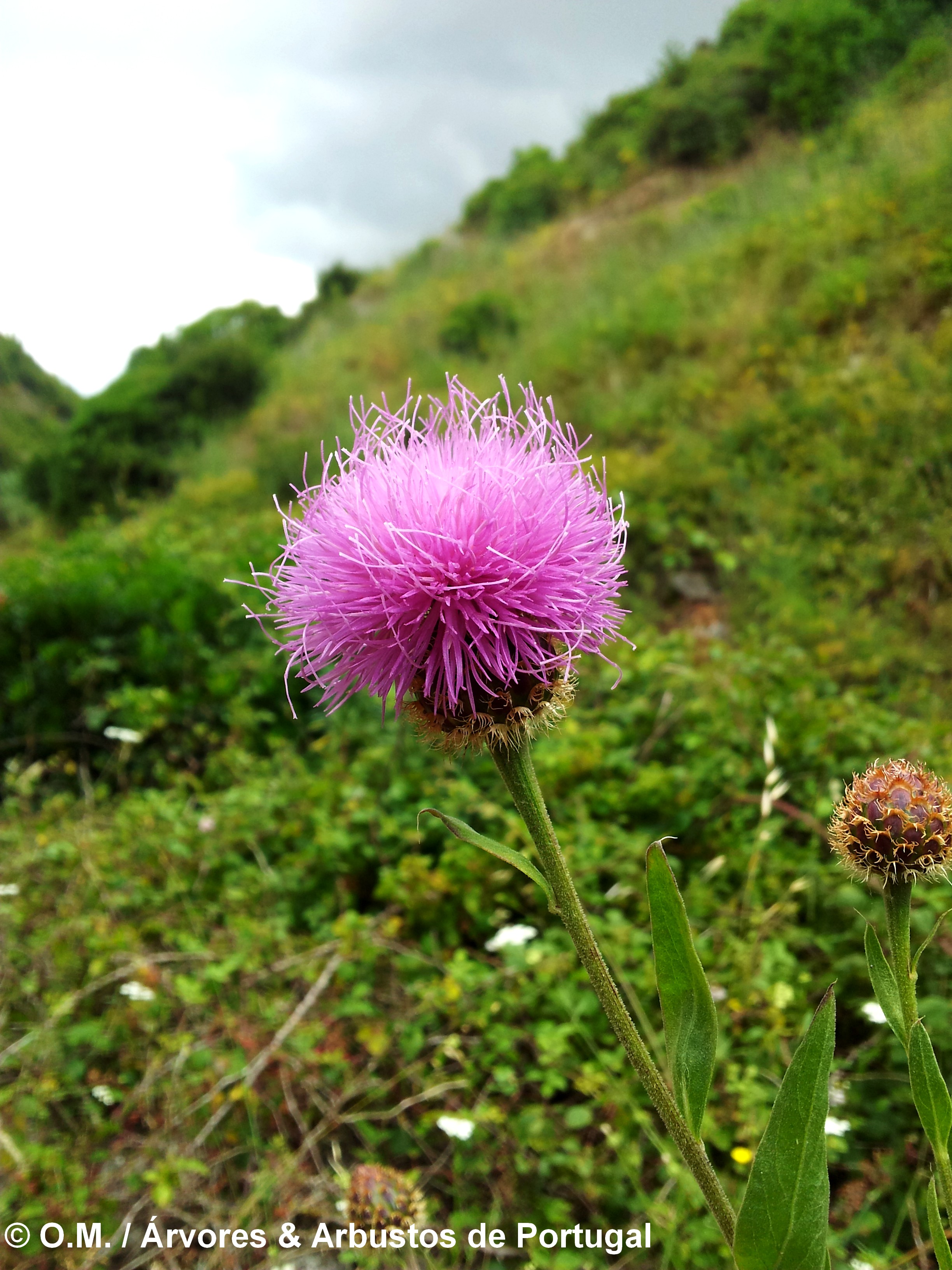 captítulo composto por numerosas flores, lava-pé, viomal – Cheirolophus sempervirens