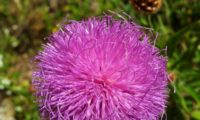 captítulo de lava-pé, viomal, visto de cima – Cheirolophus sempervirens