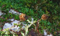 capítulos frutíferos de lava-pé, viomal – Cheirolophus sempervirens