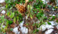 capítulo frutífero de lava-pé, viomal – Cheirolophus sempervirens