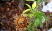 capítulo frutífero, visto de cima de lava-pé, viomal – Cheirolophus sempervirens