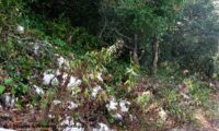 hábito após a floração de lava-pé, viomal – Cheirolophus sempervirens