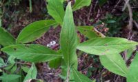 páginas superiores, margens levemente serrilhadas de lava-pé, viomal – Cheirolophus sempervirens