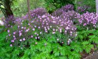 canteiro de gerânios-da-madeira floridos e suas luxuriantes folhas, no Jardim Botânico da Madeira - Geranium maderense