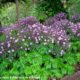 canteiro de gerânios-da-madeira floridos e suas luxuriantes folhas, no Jardim Botânico da Madeira - Geranium maderense