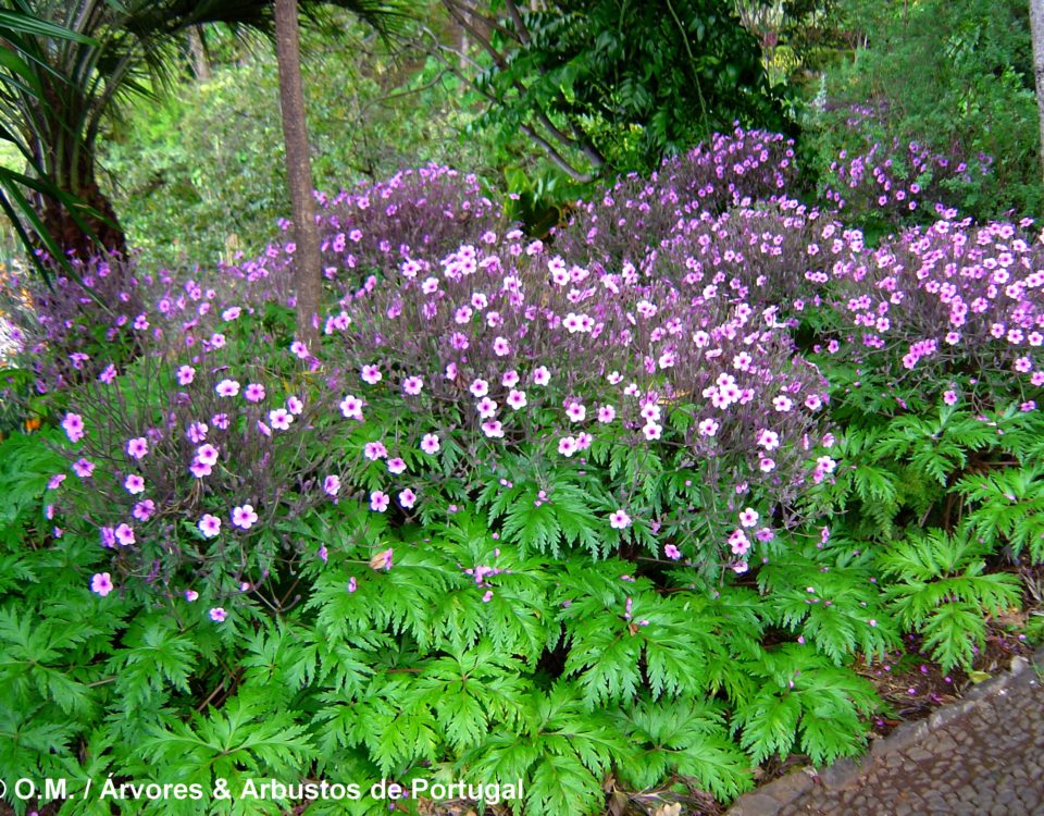 canteiro de gerânios-da-madeira floridos e suas luxuriantes folhas, no Jardim Botânico da Madeira - Geranium maderense