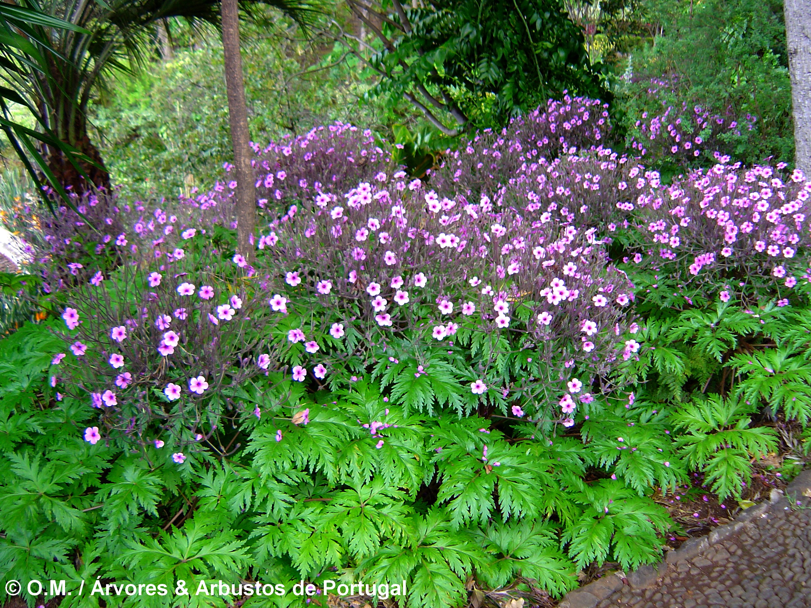 canteiro de gerânios-da-madeira floridos e suas luxuriantes folhas, no Jardim Botânico da Madeira - Geranium maderense