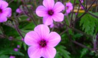 flores rosa-magenta e botões de gerânio-da-madeira, pássaras - Geranium maderense