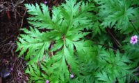 luxuriantes páginas superiores, profundamente recortadas de gerânio-da-madeira, pássaras - Geranium maderense