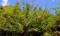 hábito florido de lava-pé, viomal – Cheirolophus sempervirens