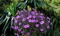 cimeira de gerânio-da-madeira, pássaras em floração - Geranium maderense